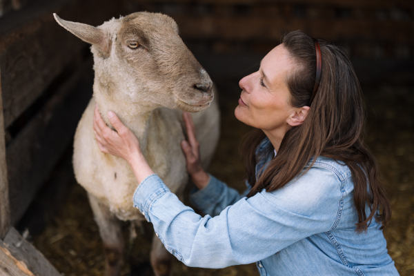 claudia-hehr-sheep-connection